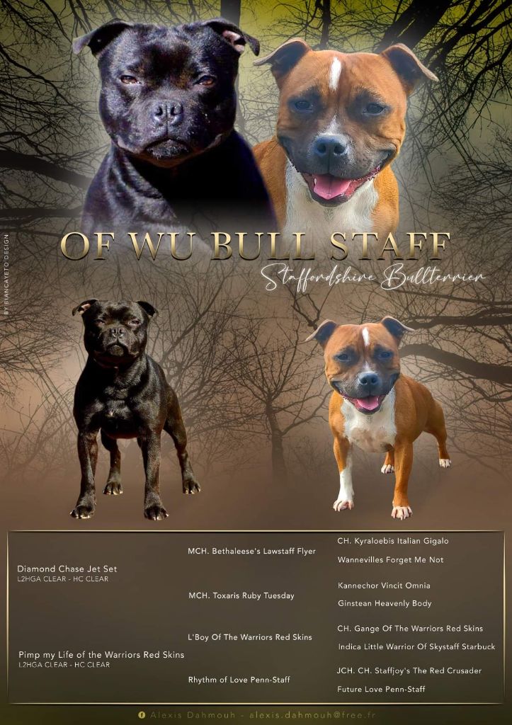 Of Wu Bull Staff - Staffordshire Bull Terrier - Portée née le 06/11/2021