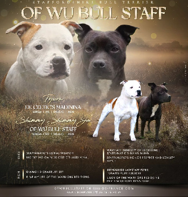 Of Wu Bull Staff - Staffordshire Bull Terrier - Portée née le 31/08/2024