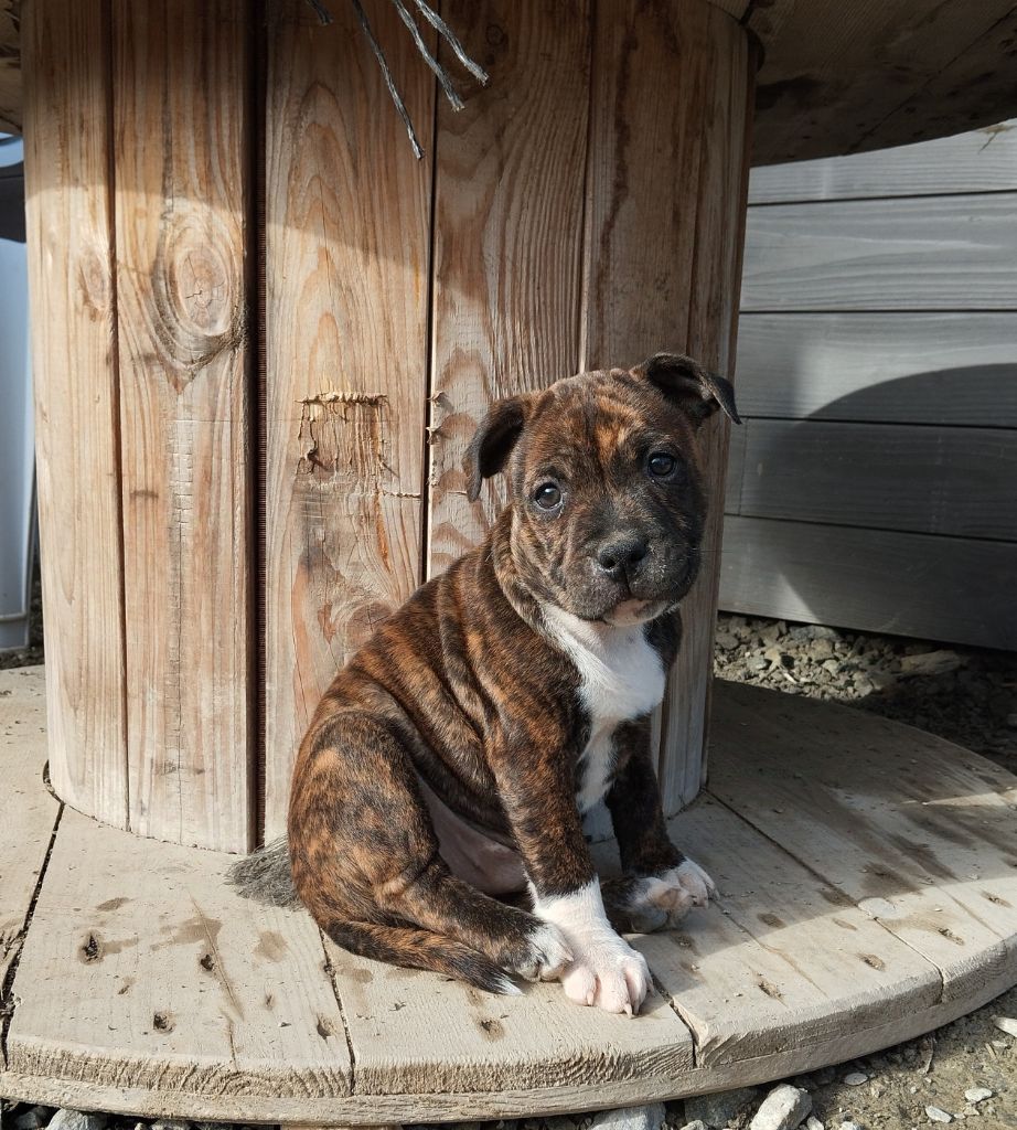 Of Wu Bull Staff - Chiot disponible  - Staffordshire Bull Terrier